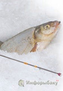 Рыбалки по последнему льду на Яузе
