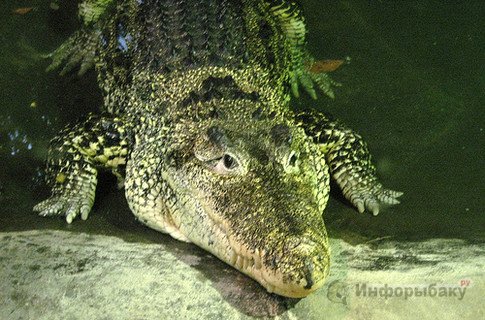 Как поймать живого крокодила