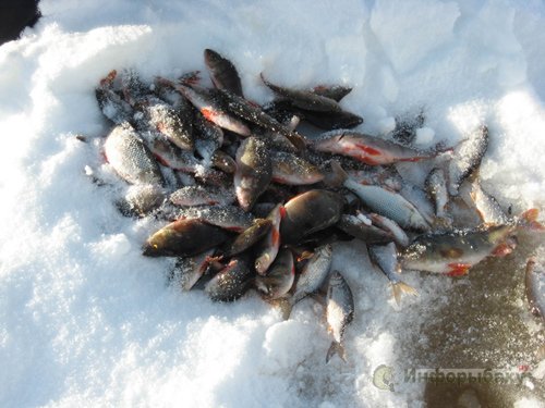 Особенности зимней рыбалки на реке