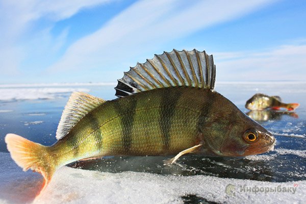Особенности рыбалки по последнему льду