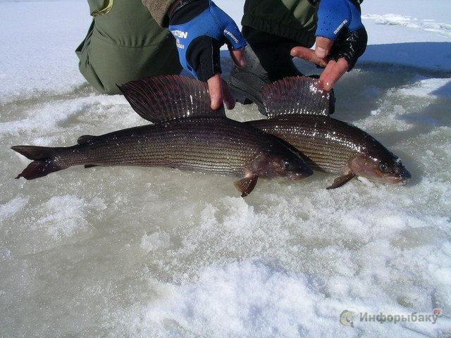 Как правильно подготавливаться к зимней рыбалке