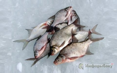 Особенности зимней рыбалки: щука, налим, окунь