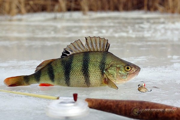 Рыболовные снасти для ловли на льду