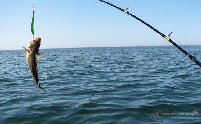 Рыбалка в Сочи