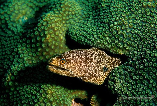 Средиземное море: ловля мурены Средиземное море: ловля мурены