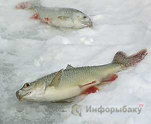 Зимняя рыбалка: Красноперка