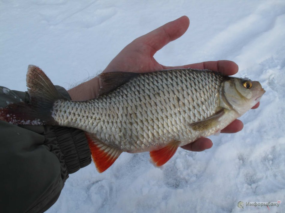 Зимняя рыбалка: Красноперка