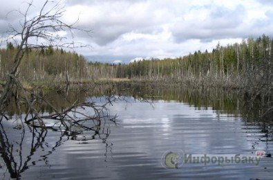 Как определить, где начать охоту за щукой Как определить, где начать охоту за щукой