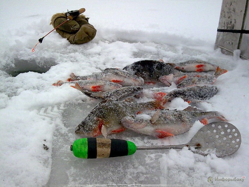 Зимняя рыбалка на окуня для начинающих