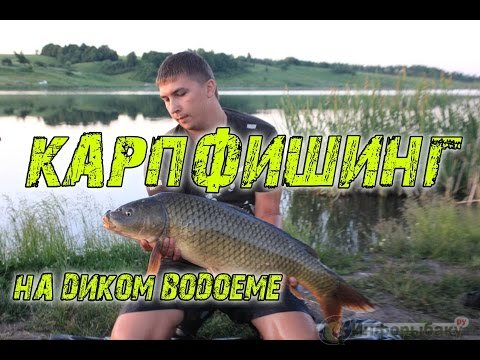 Карповая ловля на диких прудах Карповая ловля на диких прудах