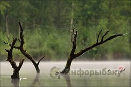 Карповая рыбалка на выходах из ямы Карповая рыбалка на выходах из ямы