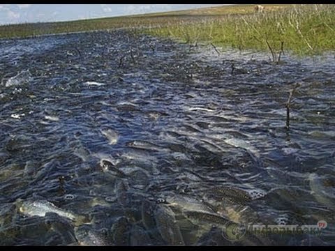 Запреты в карповой рыбалке Запреты в карповой рыбалке