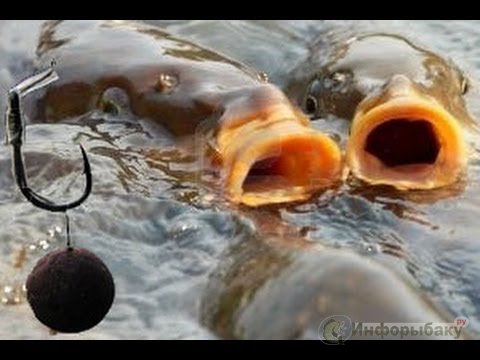 Карповая охота Карповая охота