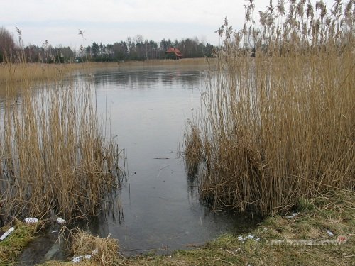 Ловля карпа: выбор места и времени Ловля карпа: выбор места и времени