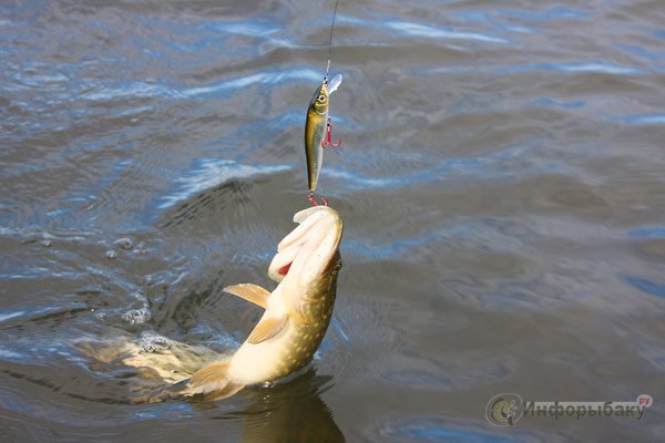 Интересная рыбалка – ловим щуку