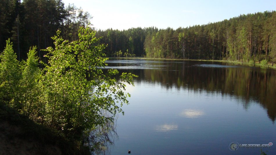 Зеркальный карп в Ленинградской области
