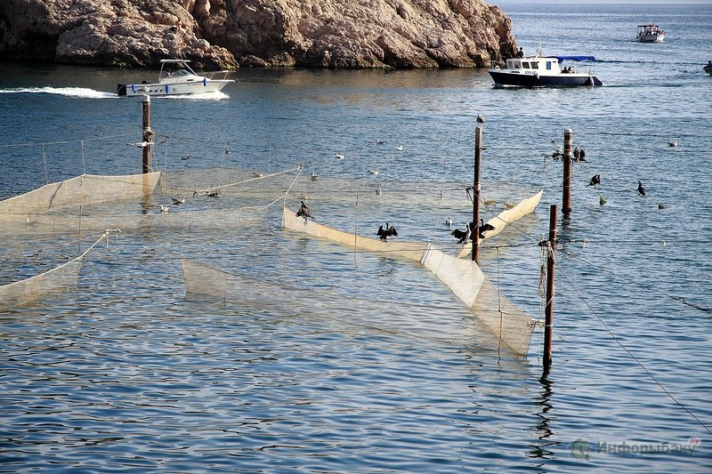 Рыболовные сети - почему не стоит их применять