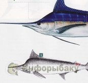 Копьеносцы океана Копьеносцы океана