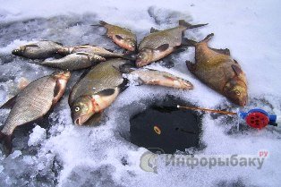 Особенности зимней прикормки рыбы Особенности зимней прикормки рыбы