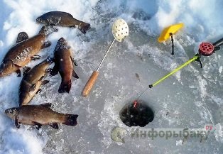 Особенности зимней прикормки рыбы