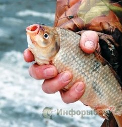 Выбор крючка для ловли карася Выбор крючка для ловли карася