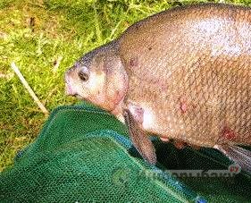 Речная рыбалка на леща Речная рыбалка на леща