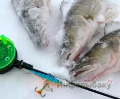 Виды и особенности приманок для ловли рыбы