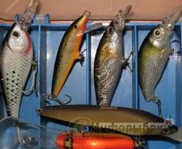 Виды и особенности приманок для ловли рыбы