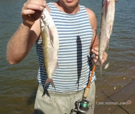 Чехонь: описание рыбы и способы ловли