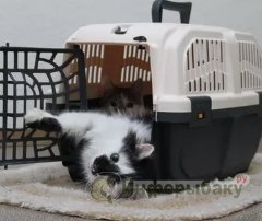 Перевозка и доставка животных (собак и кошек) в Японию